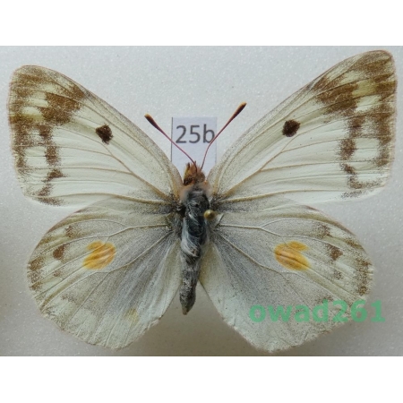 Colias chlorocoma tkatschukovi O. Bang-Haas, 1936 female Armenia25b